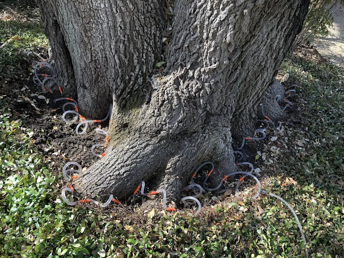 Detailed Tree Cabling and Bracing job site in Dyer