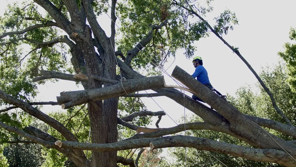 Professional Crown Thinning performed by certified arborists in Dyer